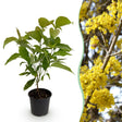 Livraison plante Cornouillers mas x1