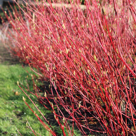 Livraison plante Cornus alba Sibirica – Lot de 1 – Pot 17 cm – Hauteur 45 cm