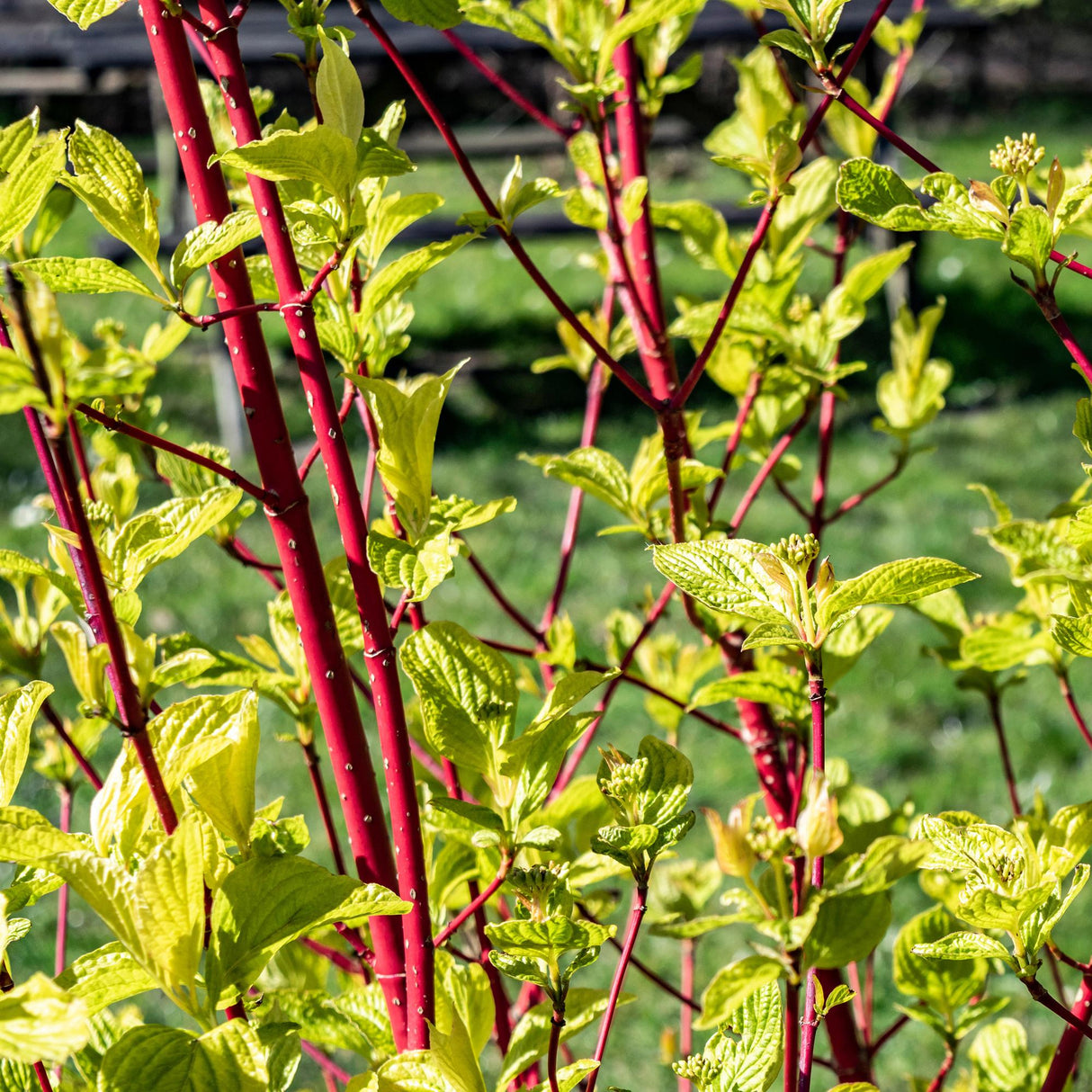 Livraison plante Cornus alba Sibirica – Lot de 1 – Pot 17 cm – Hauteur 45 cm