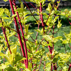 Livraison plante Cornus alba Sibirica – Lot de 1 – Pot 17 cm – Hauteur 45 cm