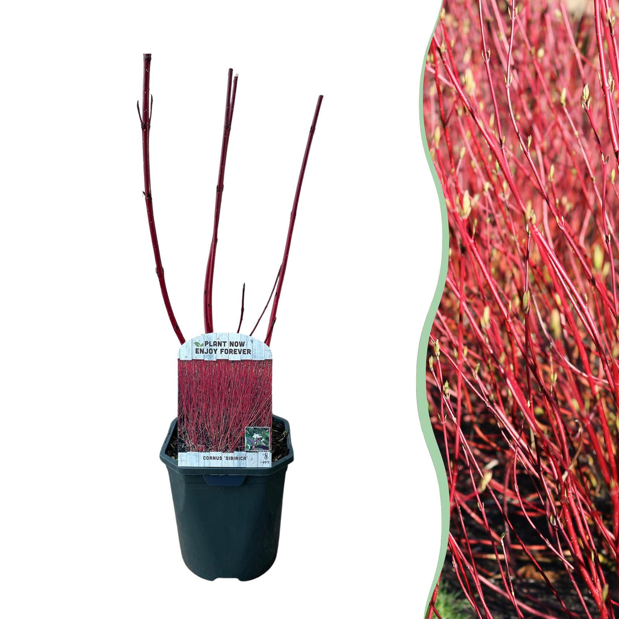 Livraison plante Cornus alba Sibirica – Lot de 1 – Pot 17 cm – Hauteur 45 cm
