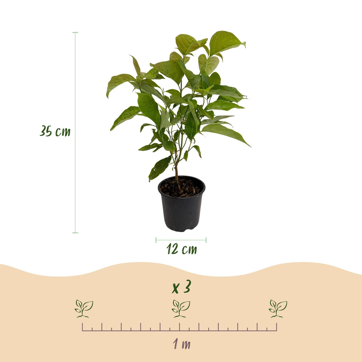 Livraison plante Cornus mas – Lot de 1 – Pot 12 cm – Hauteur 35 cm