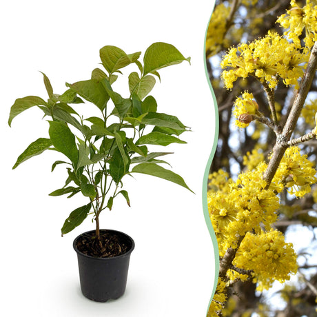 Livraison plante Cornus mas – Lot de 1 – Pot 12 cm – Hauteur 35 cm