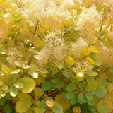 Livraison plante Cotinus coggygria Golden Spirit – Pot 12 cm – Hauteur 35 cm