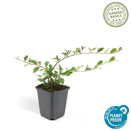 Livraison plante Cotoneaster dammeri Major