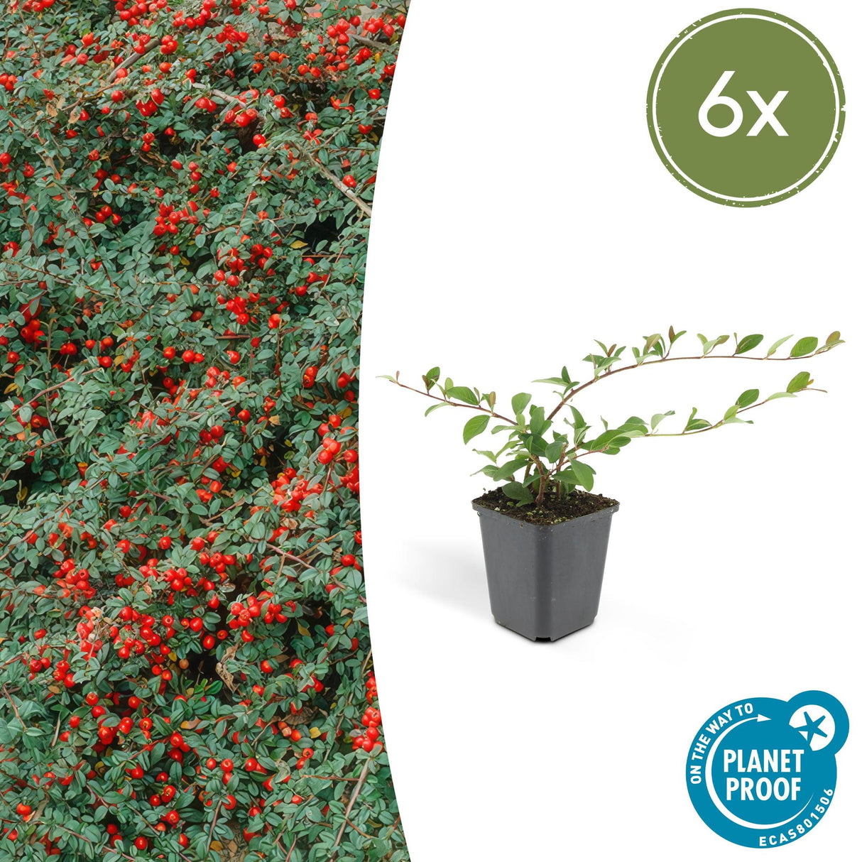 Livraison plante Cotoneaster dammeri Major