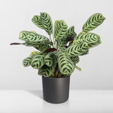 Livraison plante Ctenanthe Lovable - h14cm, Ø14cm - plante d'intérieur