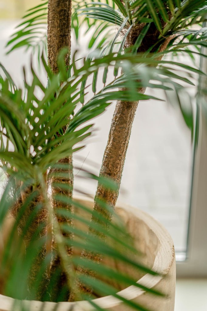 Livraison plante Cycas - Palmier artificiel