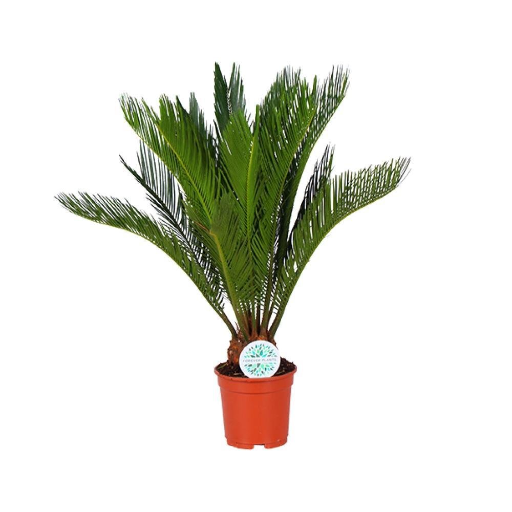 Livraison plante Cycas Revoluta