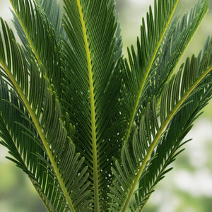 Livraison plante Cycas revoluta – Lot de 2 – Pot 14 cm – Hauteur 45 cm