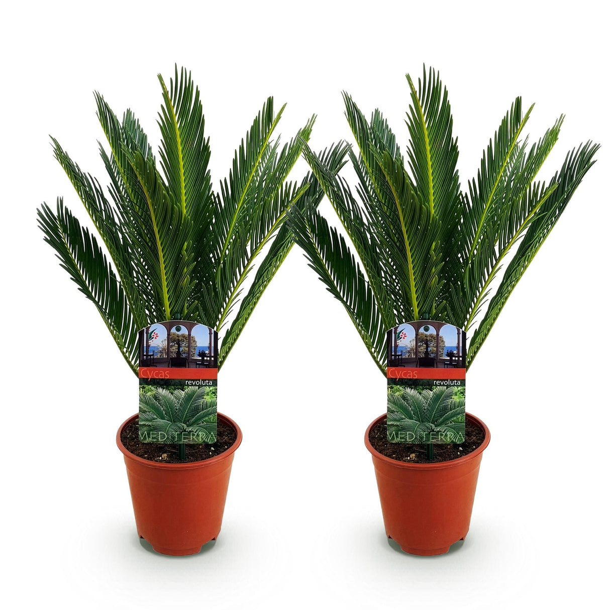 Livraison plante Cycas revoluta – Lot de 2 – Pot 14 cm – Hauteur 45 cm