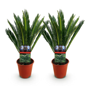 Livraison plante Cycas revoluta – Lot de 2 – Pot 14 cm – Hauteur 45 cm