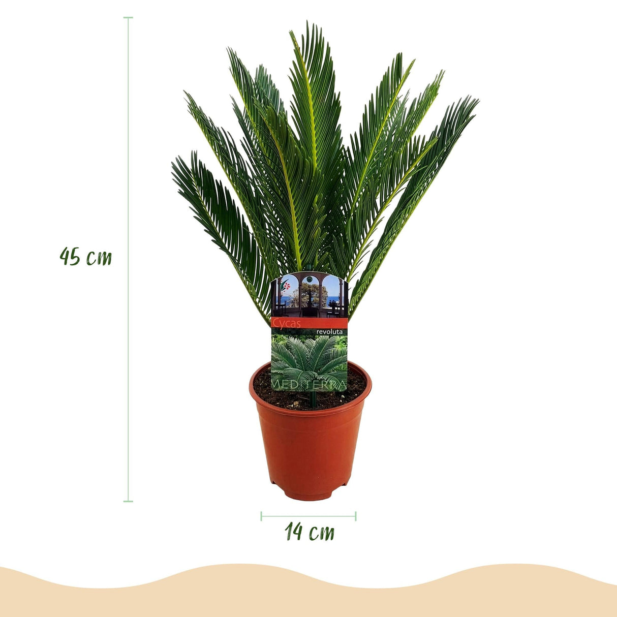 Livraison plante Cycas revoluta – Lot de 2 – Pot 14 cm – Hauteur 45 cm