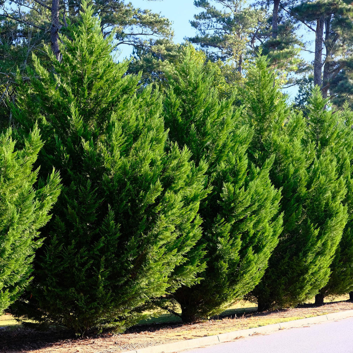 Livraison plante Cyprès de Leylandii – Lot de 8 – Pot 9 cm – Hauteur 35 - 40 cm
