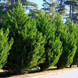 Livraison plante Cyprès de Leylandii – Lot de 8 – Pot 9 cm – Hauteur 35 - 40 cm