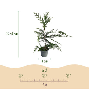 Livraison plante Cyprès de Leylandii – Lot de 8 – Pot 9 cm – Hauteur 35 - 40 cm