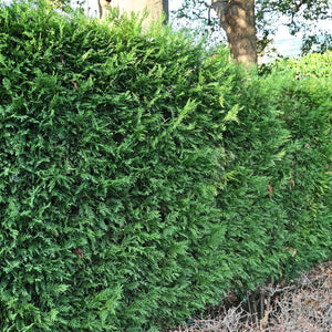Livraison plante Cyprès de Leylandii – Lot de 8 – Pot 9 cm – Hauteur 35 - 40 cm