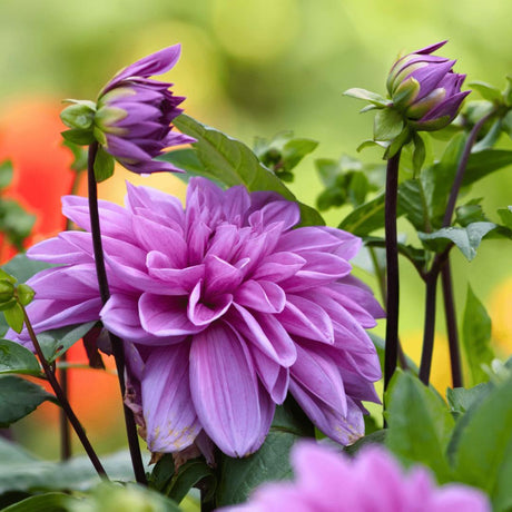 Livraison plante Dahlia Bleu bell pétales larges - coffret de 12 bulbes