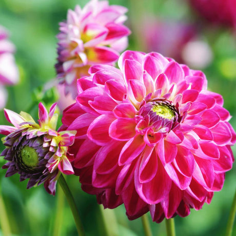 Livraison plante Dahlia Bulbes - 2 grandes box de luxe 2 x 6 dahlias hollandais