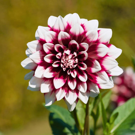 Livraison plante Dahlia Bulbes - 2 grandes box de luxe 2 x 6 dahlias hollandais