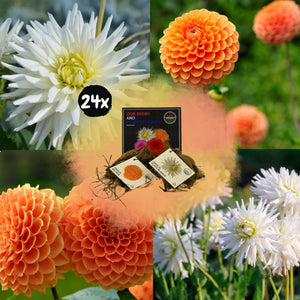 Livraison plante Dahlia Bulbes - Mix Orange pride, Dahlia Playa Blanca & Dahlia Ralphie, 24 pièces