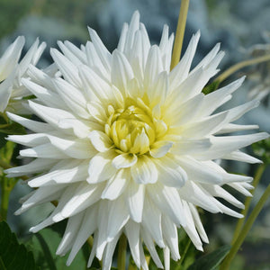 Livraison plante Dahlia Cactus Playa Blanca - coffret de 12 bulbes