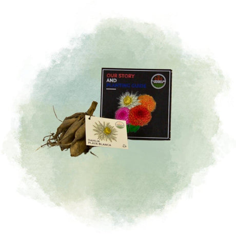 Livraison plante Dahlia Cactus Playa Blanca - coffret de 24 bulbes