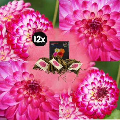 Livraison plante Dahlia Little Robert pétales ronds et frisés - coffret de 12 bulbes