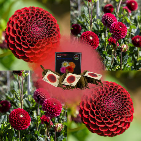 Livraison plante Dahlia Pompom Natal - coffret de 24 bulbes