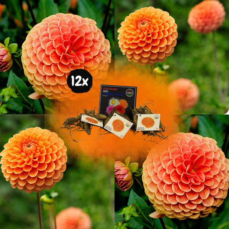 Livraison plante Dahlia Ralphie boule - Coffret de 12 Bulbes