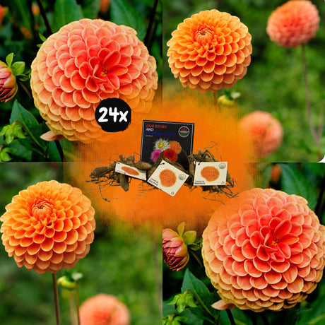 Livraison plante Dahlia Ralphie boule - Coffret de 24 Bulbes