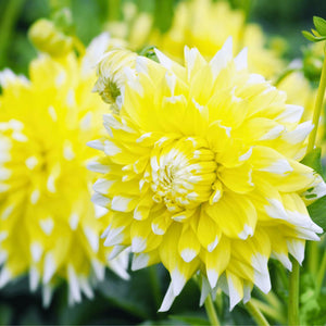 Livraison plante Dahlia Seattle grandes fleurs - Coffret de 24 Bulbes