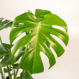 Livraison plante Delicious Monstera et son panier noir h65cm