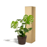 Livraison plante Delicious Monstera et son panier noir h65cm