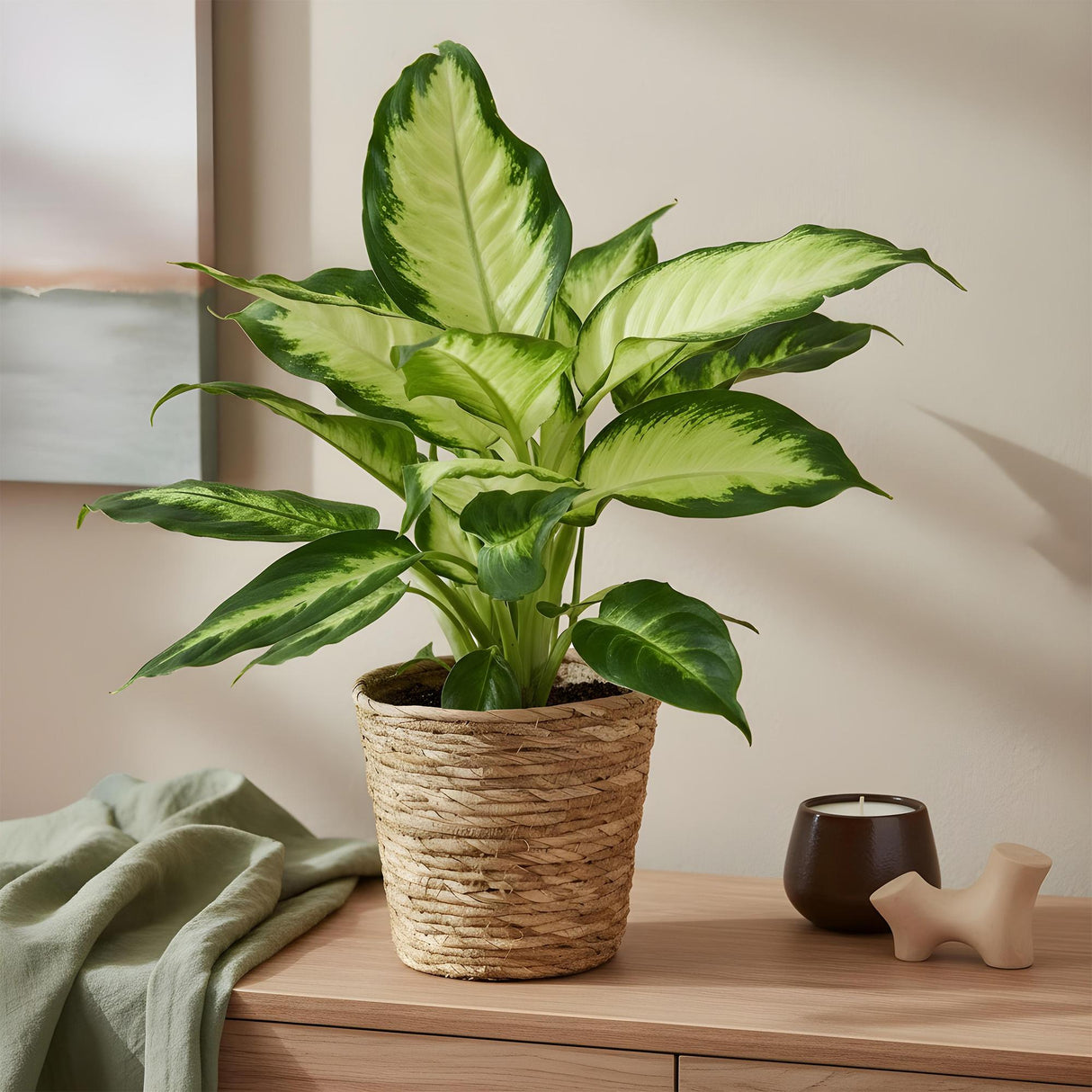 Livraison plante Diefenbachia Camilla et panier H50cm