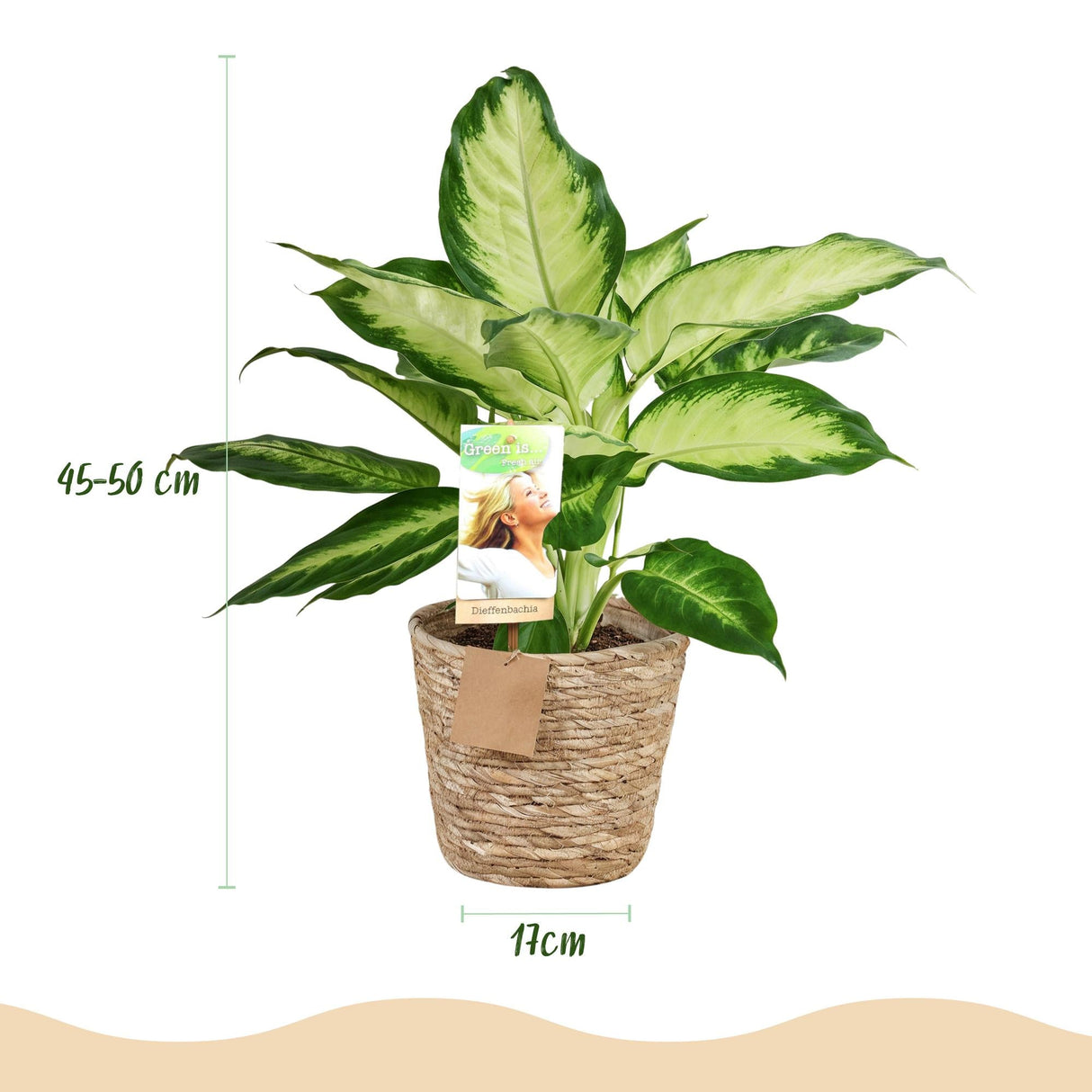 Livraison plante Diefenbachia Camilla – Lot de 2 – Pot 17 cm