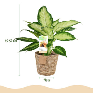 Livraison plante Diefenbachia Camilla – Lot de 2 – Pot 17 cm