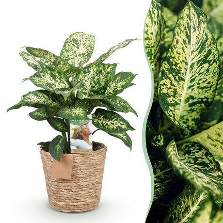 Livraison plante Diefenbachia Compacta et panier H50 cm