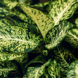 Livraison plante Dieffenbachia Compacta