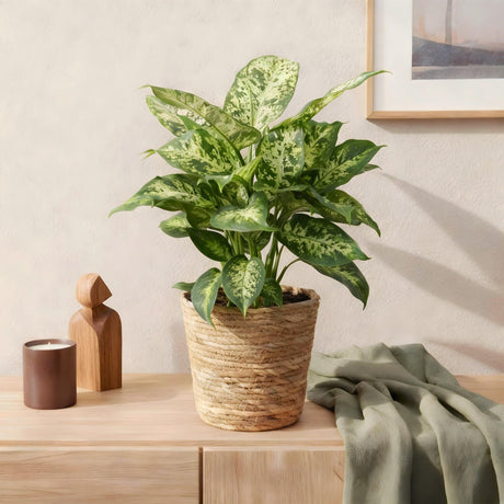 Livraison plante Dieffenbachia Compacta – Lot de 2 – Pot 17 cm