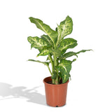 Livraison plante Dieffenbachia Mars h50cm