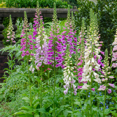 Purple Foxglove (Digitalis purpurea) 'Purpurea'