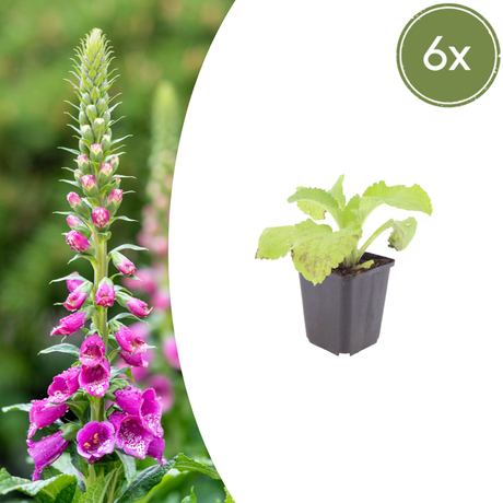 Livraison plante Digitale pourpre