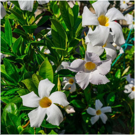 Livraison plante Dipladenia blanc - D12cm - plante fleurie d'extérieur