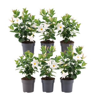 Livraison plante Dipladenia blanc - D12cm - plante fleurie d'extérieur