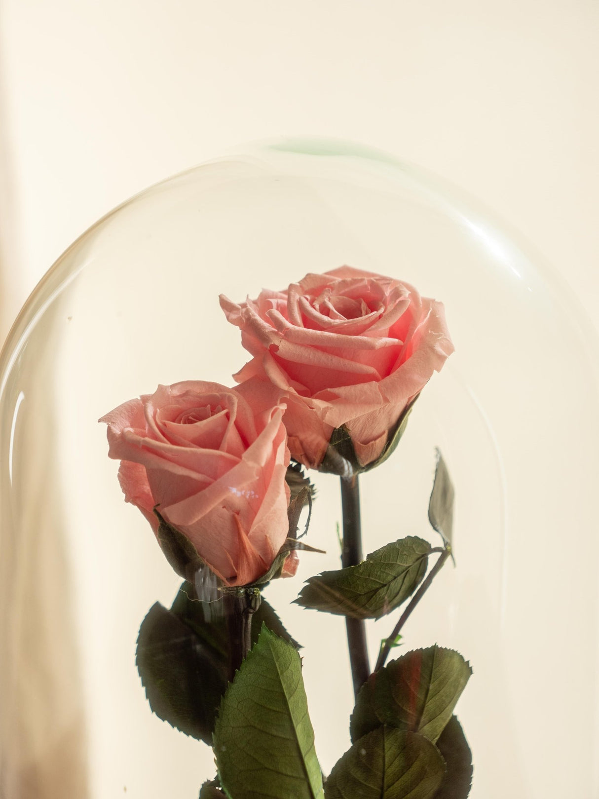 Livraison plante Double Roses éternelles sous cloche - St Valentin