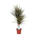 Livraison plante Dracaena Bicolor