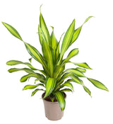 Livraison plante Dracaena 'Charley'