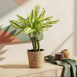 Livraison plante Dracaena Diamond Dream