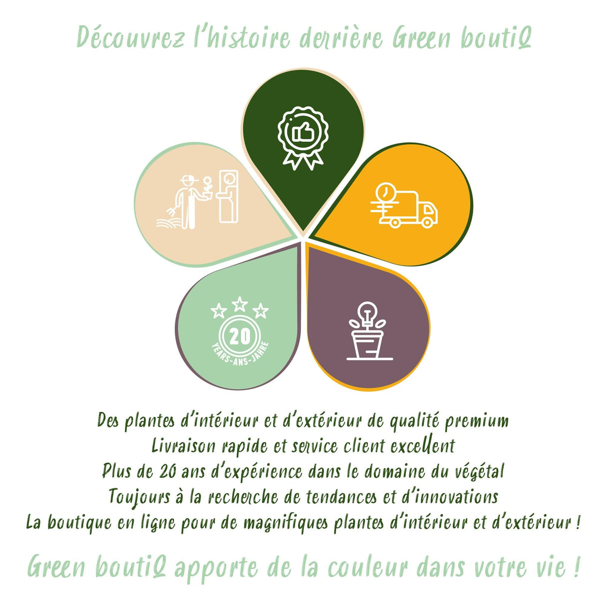 Livraison plante Dracaena Diamond Dream et panier H50 cm